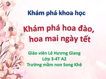 Bài giảng Mầm non Lớp Mầm - Đề tài: Khám phá hoa đào, hoa mai ngày tết - Lê Hương Giang